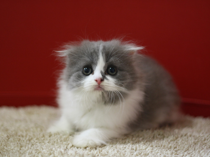 スコティッシュフォールドの子猫画像
