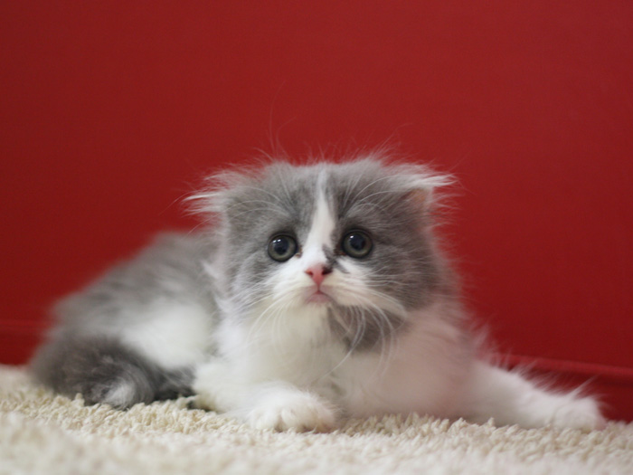 スコティッシュフォールドの子猫画像