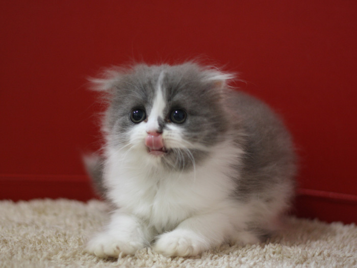 スコティッシュフォールドの子猫画像