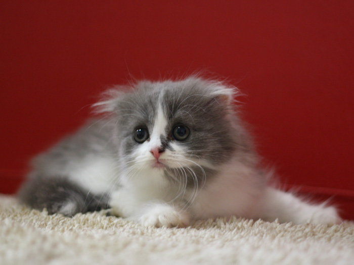 スコティッシュフォールドの子猫画像