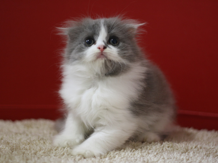 スコティッシュフォールドの子猫画像