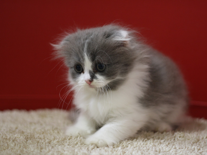 スコティッシュフォールドの子猫画像