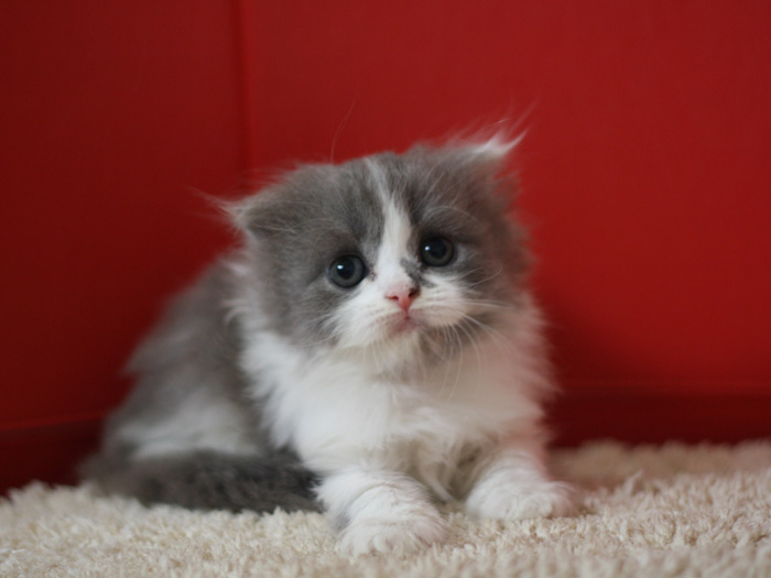 スコティッシュフォールドの子猫画像