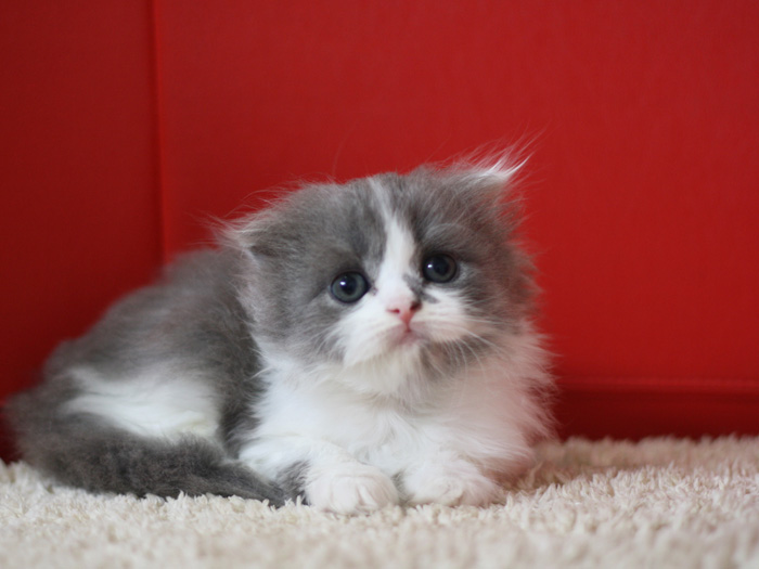 スコティッシュフォールドの子猫画像