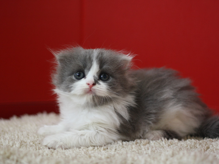 スコティッシュフォールドの子猫画像