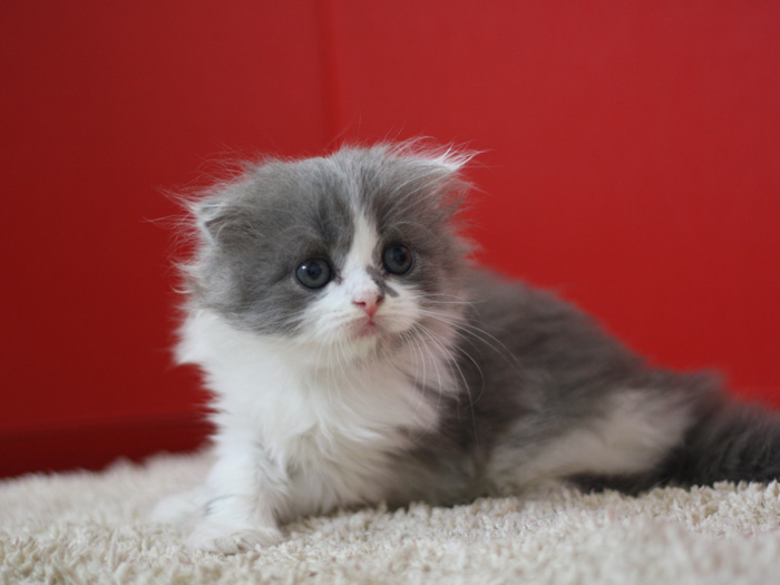 スコティッシュフォールドの子猫画像