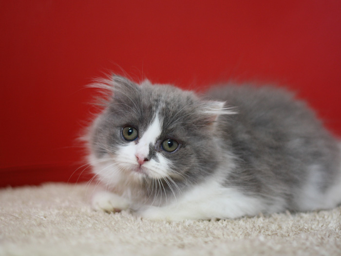 スコティッシュフォールドの子猫画像