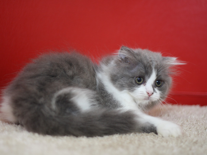 スコティッシュフォールドの子猫画像