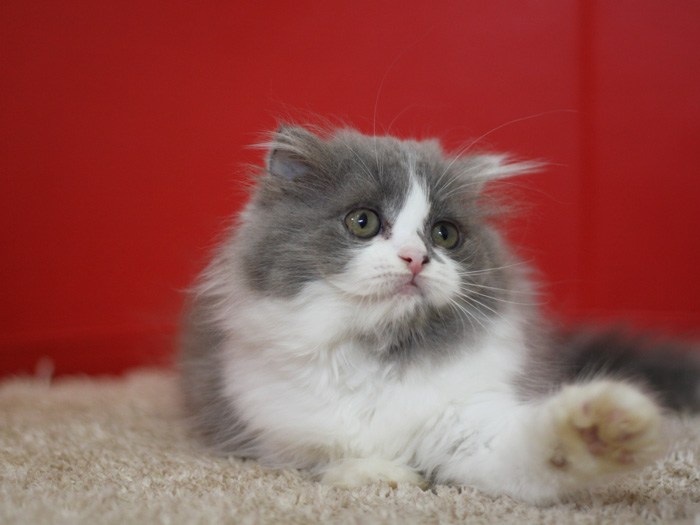 スコティッシュフォールドの子猫画像
