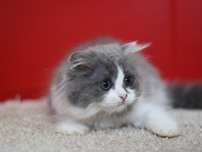 スコティッシュフォールドの子猫画像
