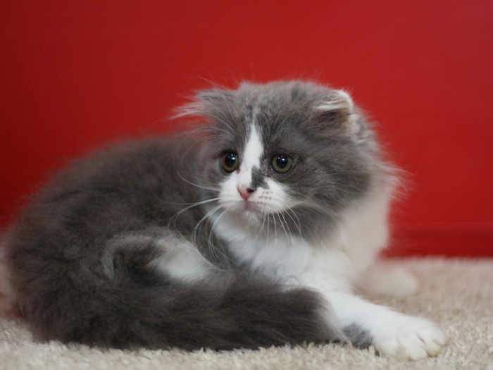 スコティッシュフォールドの子猫画像
