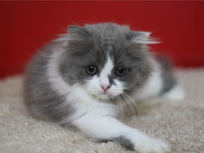 スコティッシュフォールドの子猫画像