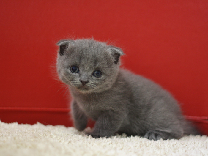 スコティッシュフォールドの子猫画像