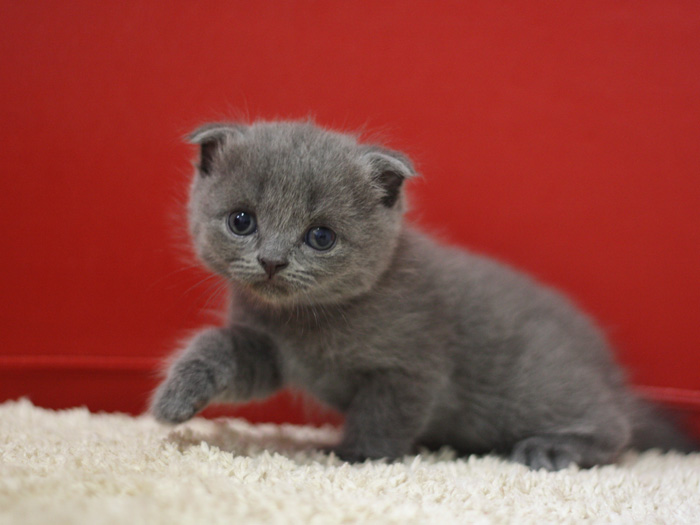 スコティッシュフォールドの子猫画像