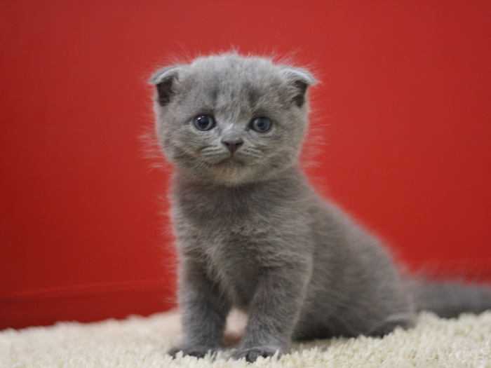 スコティッシュフォールドの子猫画像