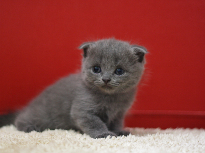 スコティッシュフォールドの子猫画像