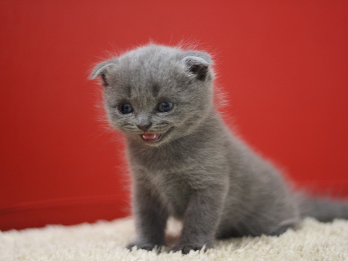 スコティッシュフォールドの子猫画像