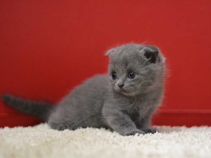 スコティッシュフォールドの子猫画像
