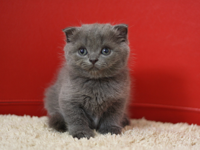 スコティッシュフォールドの子猫画像