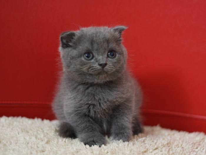 スコティッシュフォールドの子猫画像