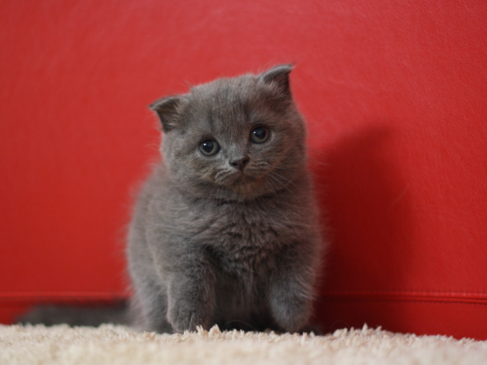 スコティッシュフォールドの子猫画像