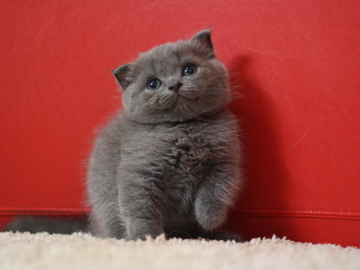 スコティッシュフォールドの子猫画像