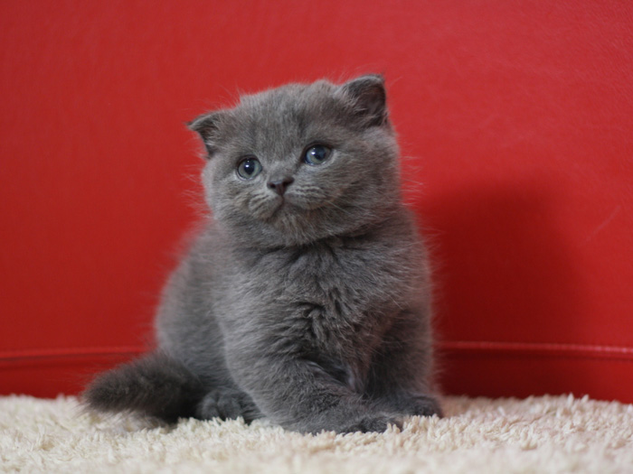 スコティッシュフォールドの子猫画像