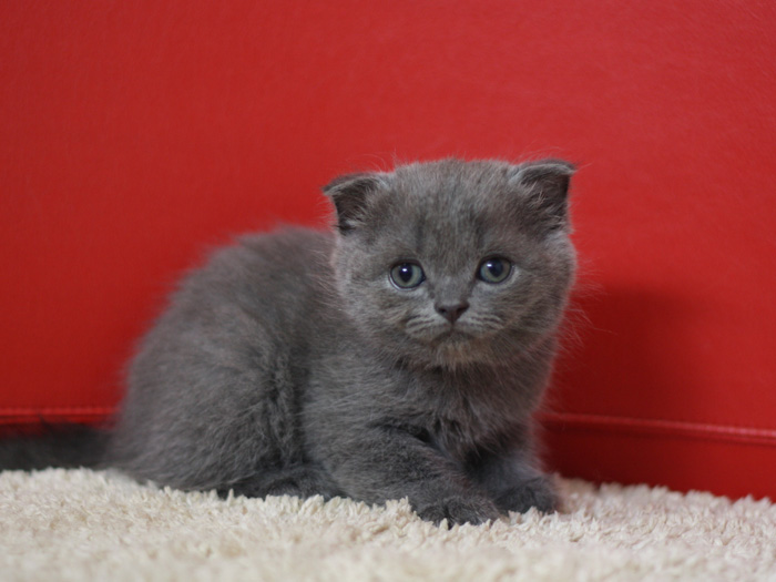 スコティッシュフォールドの子猫画像