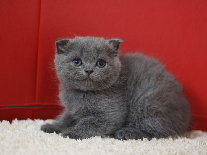 スコティッシュフォールドの子猫画像