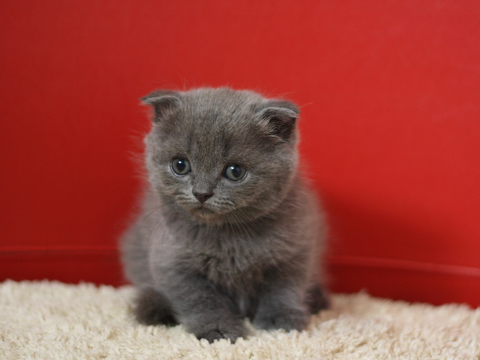 スコティッシュフォールドの子猫画像