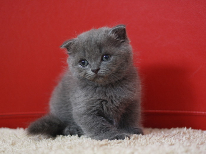 スコティッシュフォールドの子猫画像