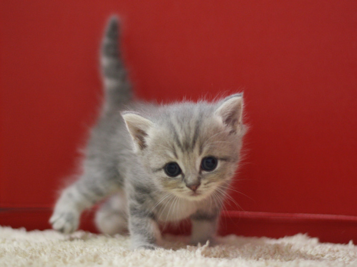 スコティッシュフォールドの子猫画像