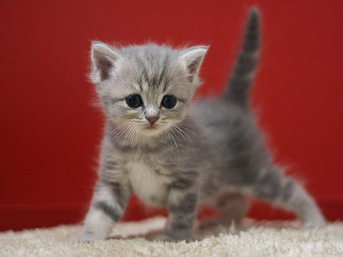 スコティッシュフォールドの子猫画像