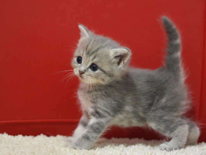 スコティッシュフォールドの子猫画像