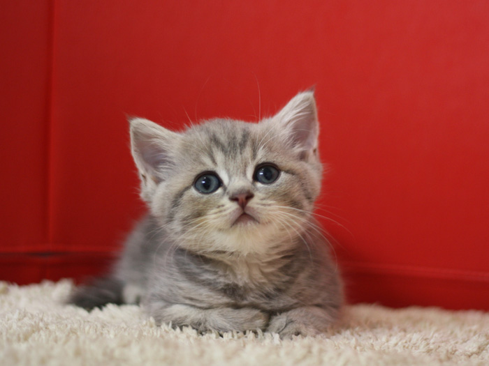 スコティッシュフォールドの子猫画像