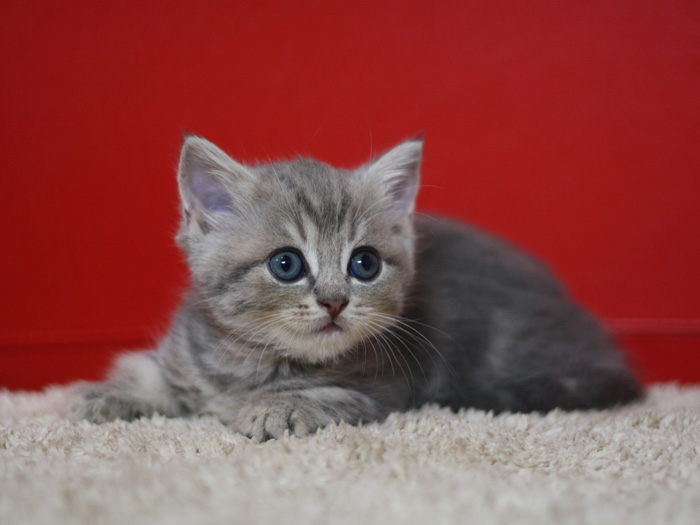 スコティッシュフォールドの子猫画像