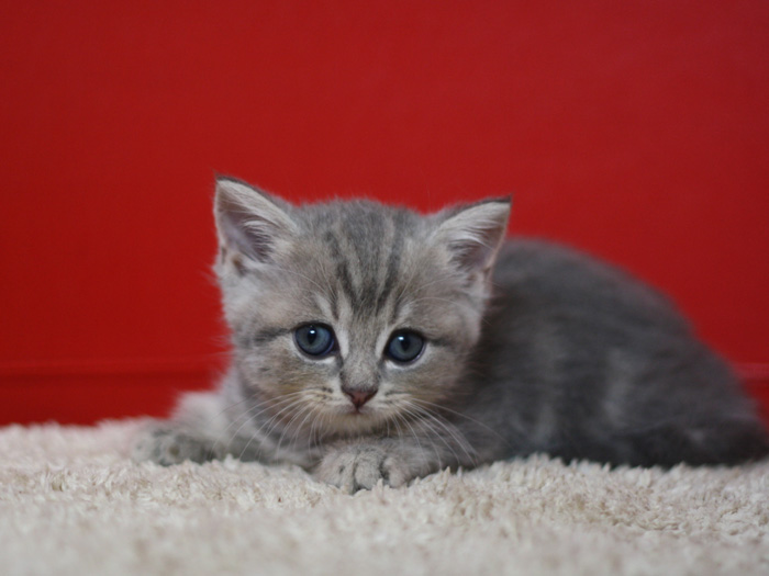 スコティッシュフォールドの子猫画像