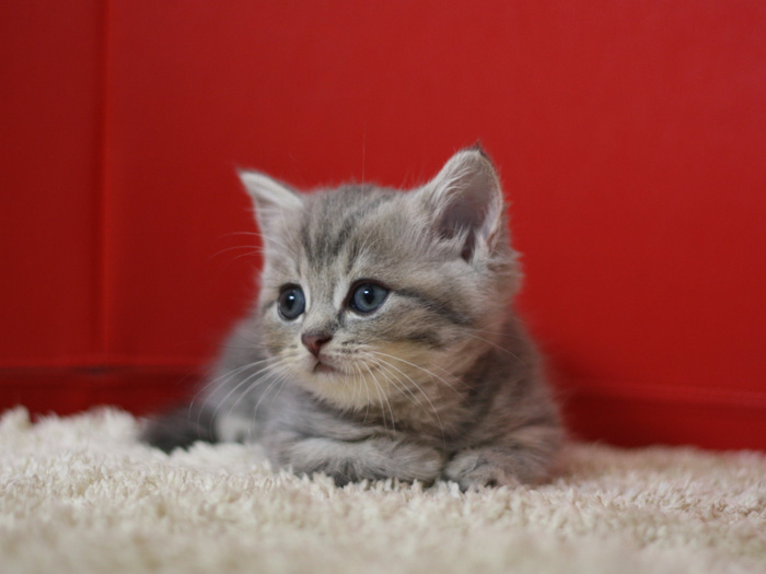 スコティッシュフォールドの子猫画像