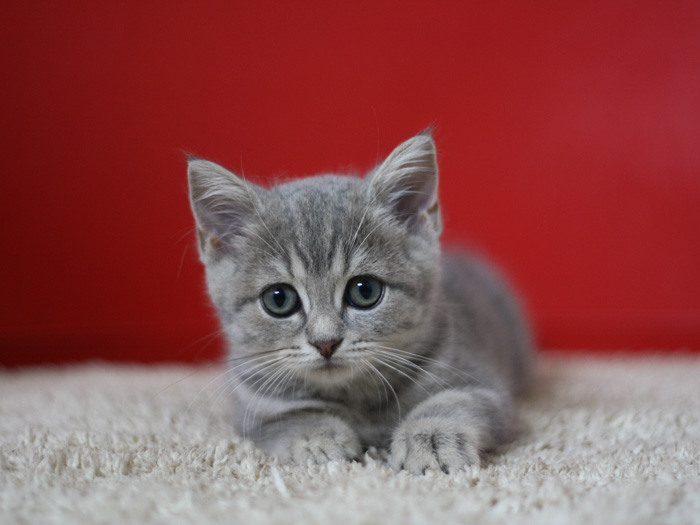 スコティッシュフォールドの子猫画像