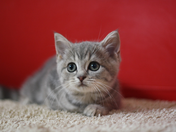 スコティッシュフォールドの子猫画像