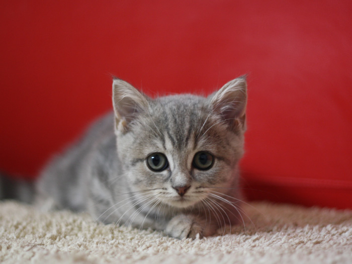 スコティッシュフォールドの子猫画像