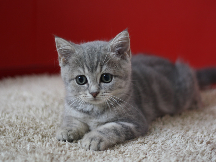 スコティッシュフォールドの子猫画像