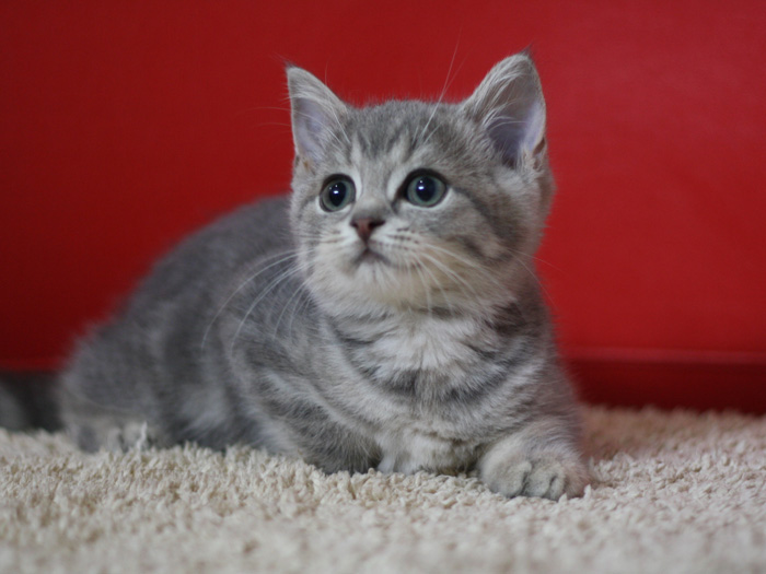 スコティッシュフォールドの子猫画像
