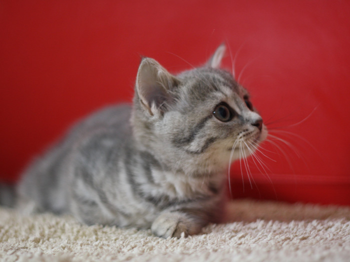 スコティッシュフォールドの子猫画像