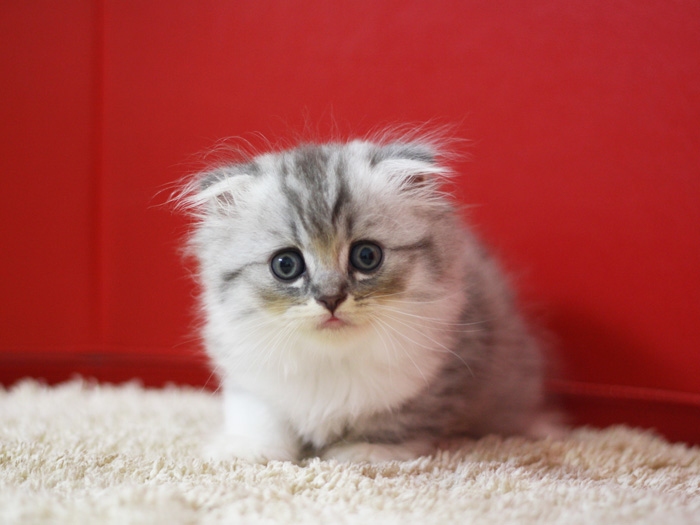 スコティッシュフォールドの子猫画像