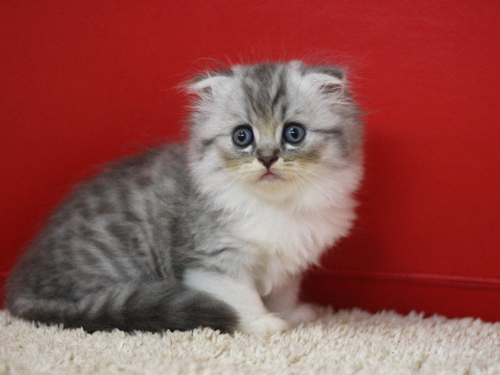 スコティッシュフォールドの子猫画像