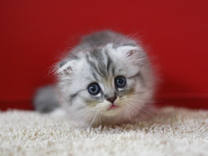 スコティッシュフォールドの子猫画像