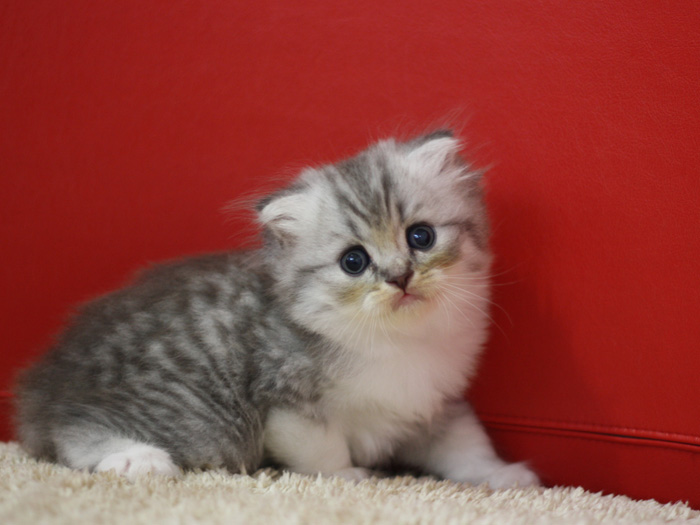 スコティッシュフォールドの子猫画像