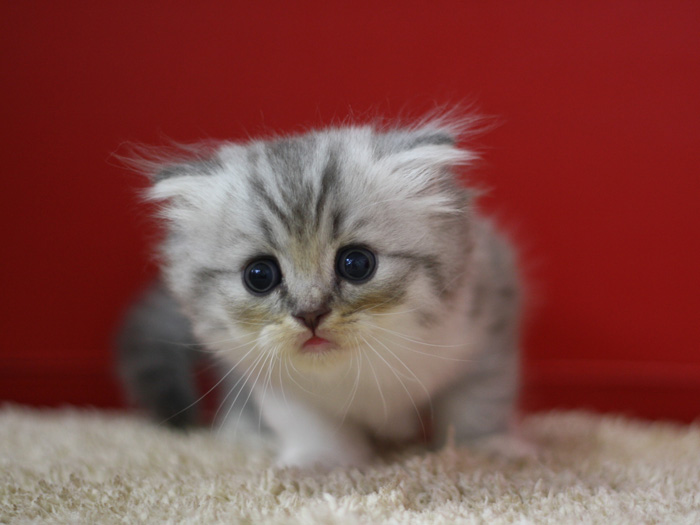 スコティッシュフォールドの子猫画像