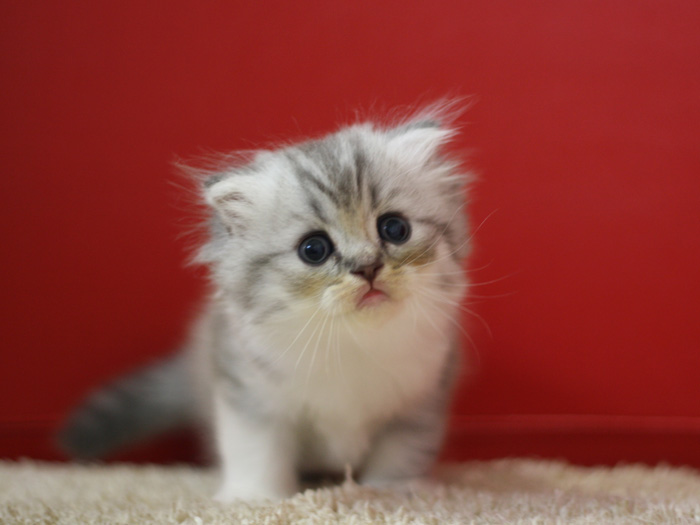 スコティッシュフォールドの子猫画像